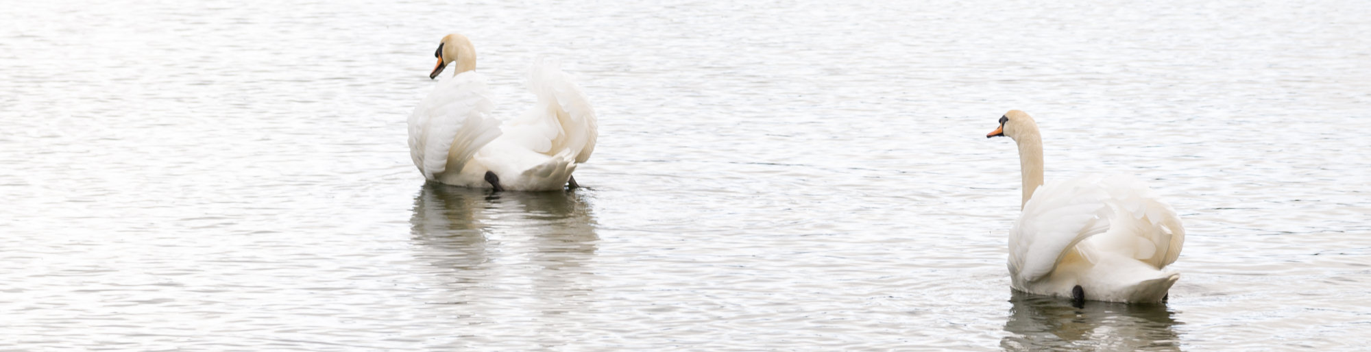 Swans